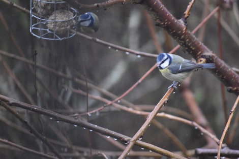 Blue tit